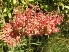 Rumex usambarensis