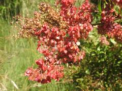 Rumex usambarensis