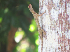 Draco obscurus