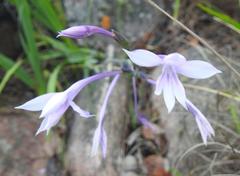 Radinosiphon leptostachya