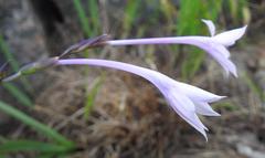 Radinosiphon leptostachya