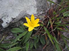 Hypoxis parvifolia