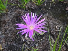 Delosperma sutherlandii