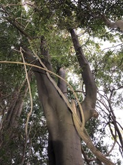 Cryptocarya triplinervis triplinervis