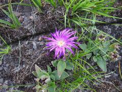 Delosperma sutherlandii