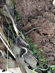 Hemiergis decresiensis