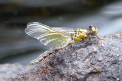 Ophiogomphus howei
