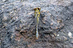 Ophiogomphus howei