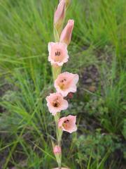Gladiolus exiguus