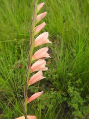 Gladiolus exiguus