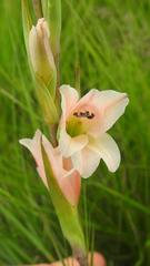 Gladiolus exiguus