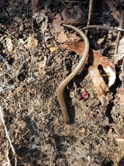 Hemiergis decresiensis