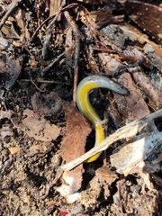 Hemiergis decresiensis