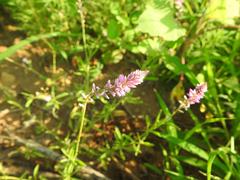 Hermbstaedtia odorata