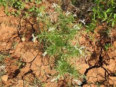 Heliotropium lineare