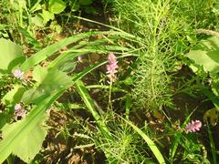 Hermbstaedtia odorata