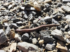 Hemiergis decresiensis