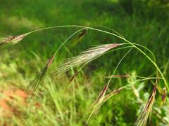 Aristida congesta barbicollis