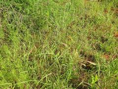 Aristida congesta barbicollis