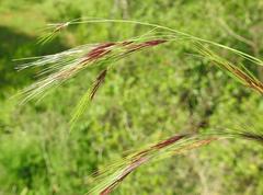 Aristida congesta barbicollis