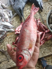 Priacanthidae