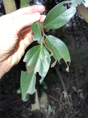 Cryptocarya triplinervis triplinervis