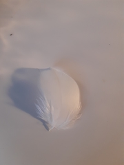 Ciconia ciconia