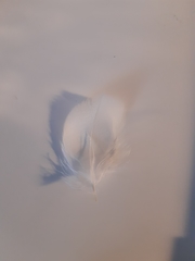 Ciconia ciconia