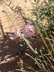 Convolvulus gortschakovii