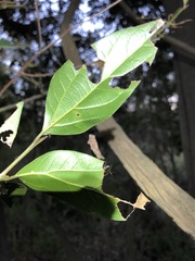 Cryptocarya triplinervis triplinervis