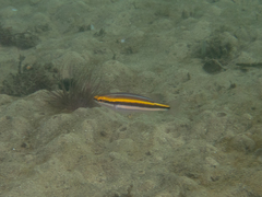 Pentapodus paradiseus