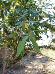 Combretum caffrum