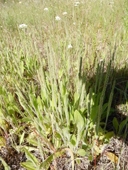 Plantago virginica