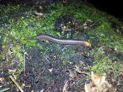 Cylindroiulus fulviceps