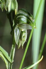 Pterostylis vittata