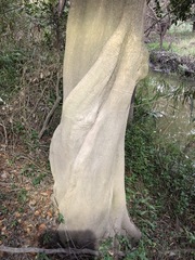 Cryptocarya triplinervis triplinervis