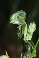Pterostylis vittata
