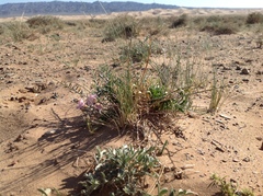 Convolvulus gortschakovii