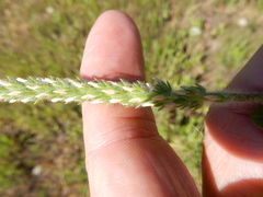 Plantago virginica