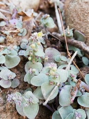 Crassula nemorosa