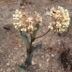 Asclepias glaucescens