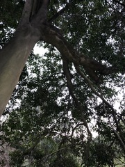 Cryptocarya triplinervis triplinervis