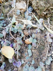 Crassula nemorosa