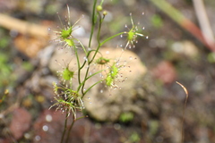 Drosera modesta