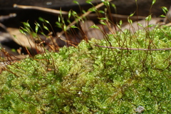 Hypnum cupressiforme filiforme