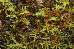 Thuidiopsis sparsa