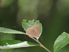 Arhopala japonica