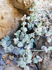 Crassula nemorosa