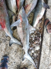 Carcharhinus amboinensis