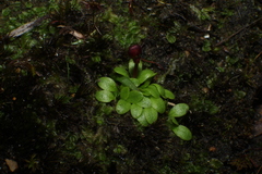 Utricularia menziesii
